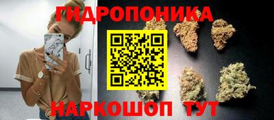 индика Кингисепп